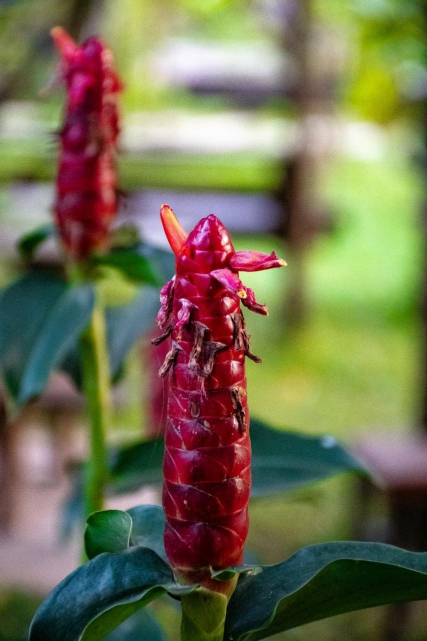 Villa Romduol Kampot Eksteriør billede